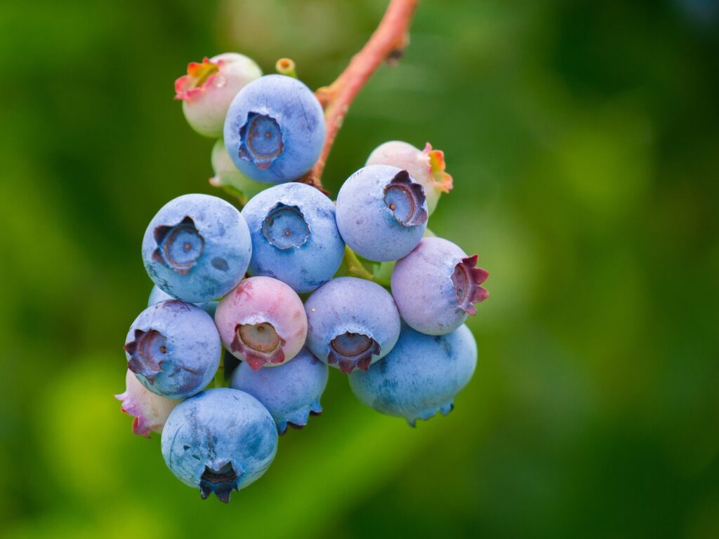 blueberries, fruit, growth, vitamins, nutrition, healthy, berries, blueberries, fruit, fruit, fruit, fruit, fruit, berries